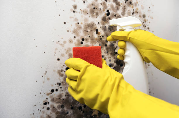 Best Mold Remediation for Specific Building Types in USA